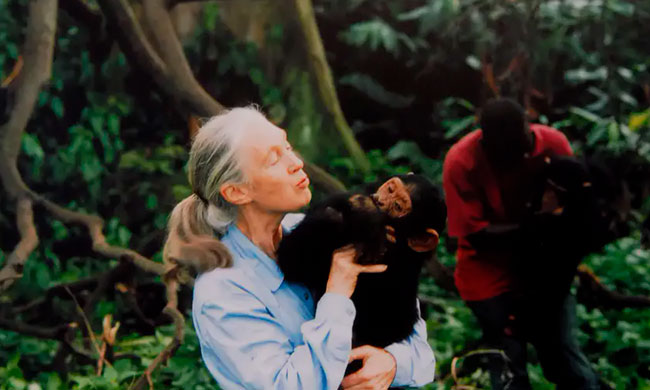 Jane Goodall con un chimpacé en brazos