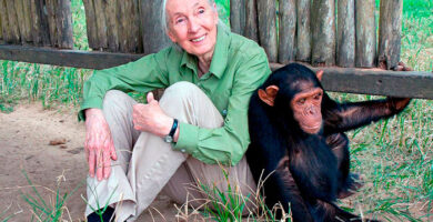 Jane Goodall con chimpance, portada