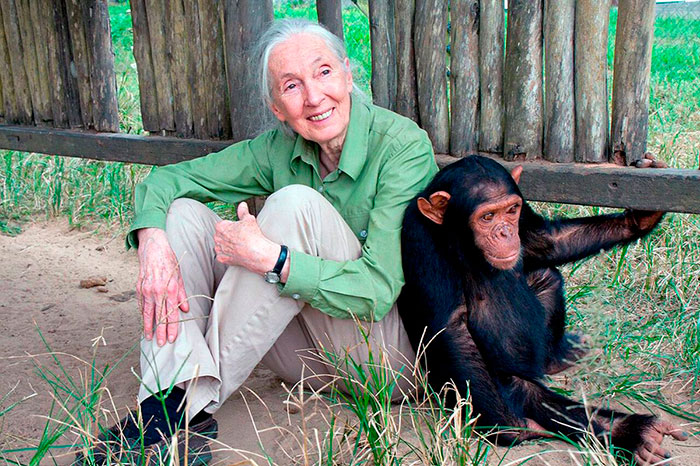Jane Goodall con chimpance, portada