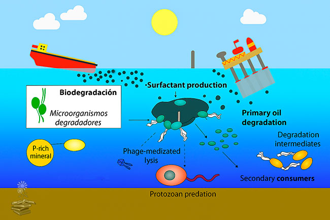 esquemas biodegradacion de petroleo en el mar