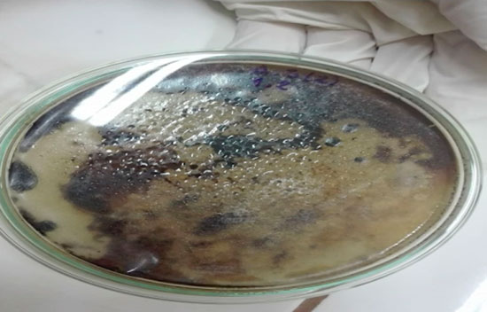 bacterias degradadoras de petroleo en laboratorio