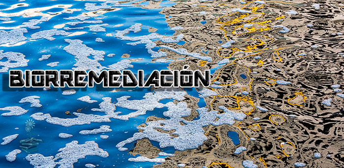 biorremediacion de petroleo en el mar, portada