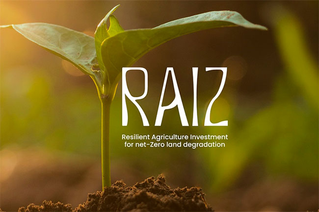 iniciativa RAIZ de Brasil en la COP30