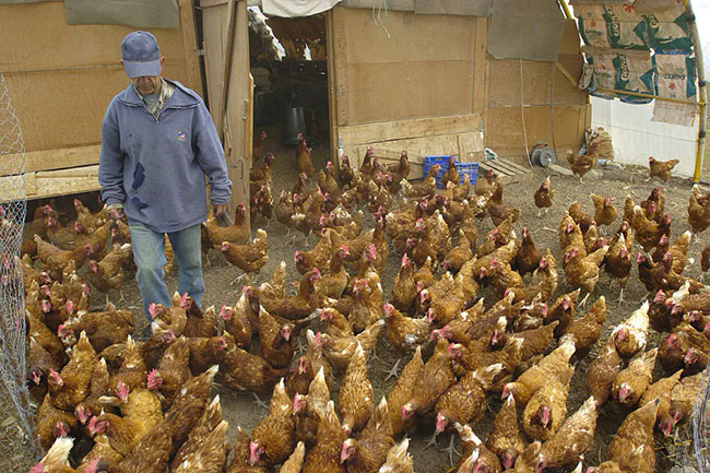 granja de gallinas casera