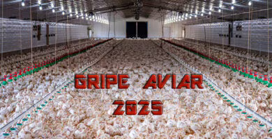 gripe aviar 2025 portada
