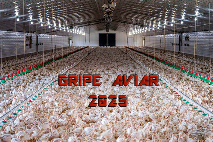 gripe aviar 2025 portada