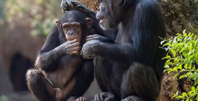 ley Jane Goodall España portada