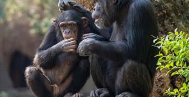 ley Jane Goodall España portada