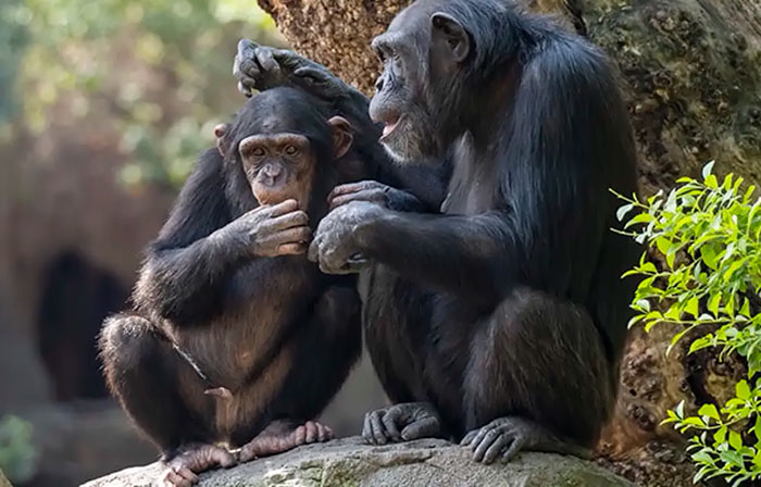 ley Jane Goodall España portada