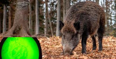 peste porcina africana en España portada