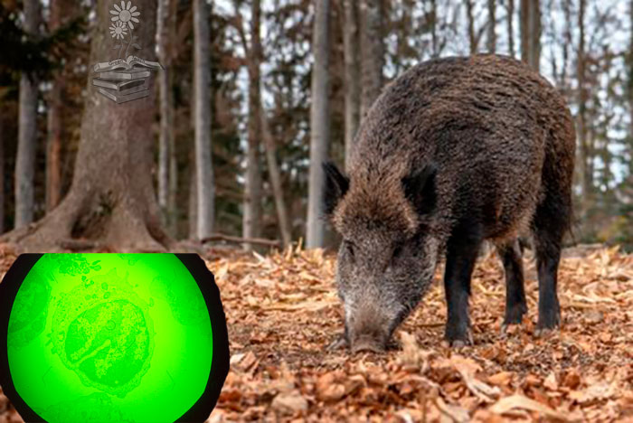 peste porcina africana en España portada