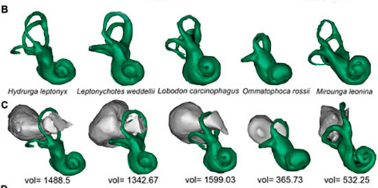 adaptaciones del oído interno en animales vertebrados acuáticos
