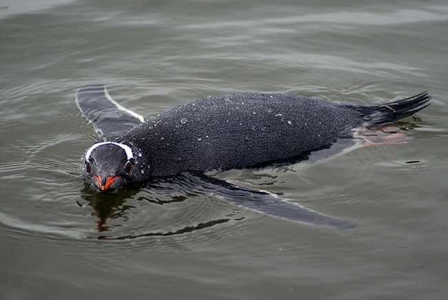 pingüino papúa nadando