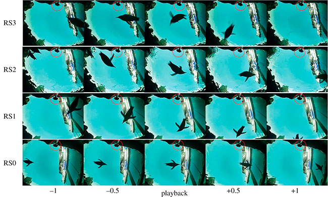 fotogramas capturas de vídeo de experimento de pingüino papúa a diferentes señales acústicas en la piscina
