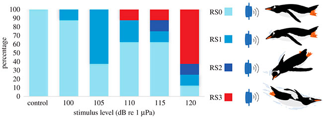 gráfica visual Figura 5 de si los pingüinos papúa reaccionan a los sonidos submarinos