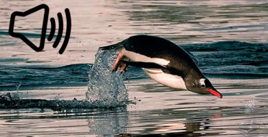 pingüinos papúa reaccionan a los sonidos submarinos, portada