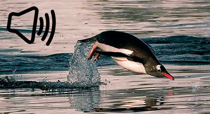 pingüinos papúa reaccionan a los sonidos submarinos, portada