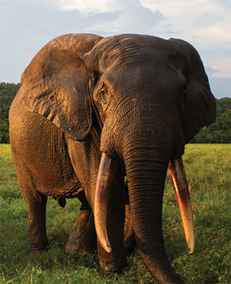 Elephant Crisis Fund