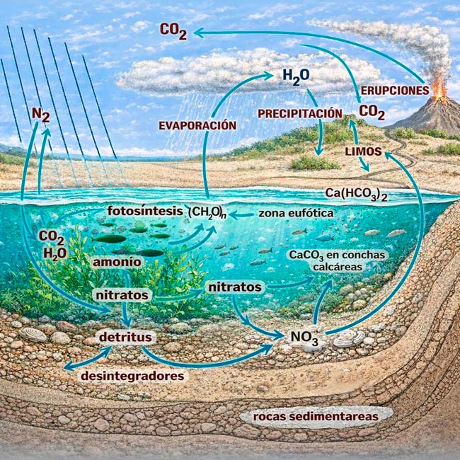 Ciclos Biogeoquimicos