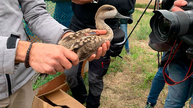 Proyecto LIFE Cerceta pardilla