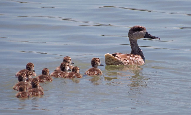 salvacion de la Cerceta pardilla