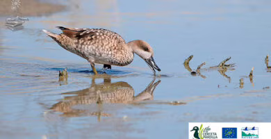 salvacion de la Cerceta pardilla portada