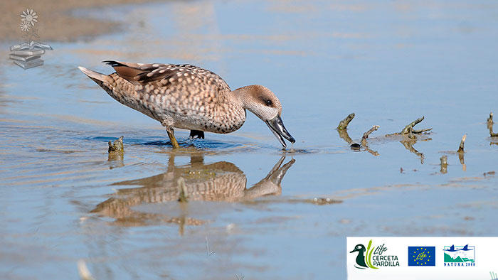 salvacion de la Cerceta pardilla portada