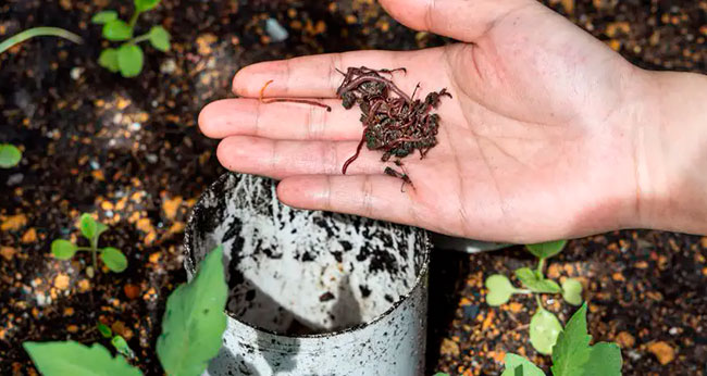 Vermicompost precio