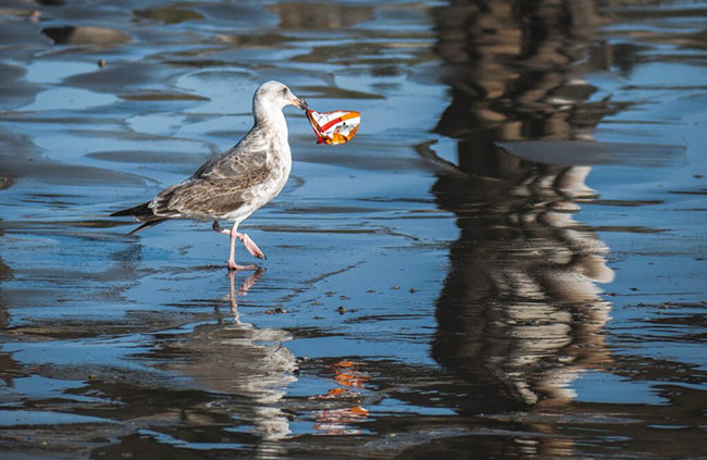 gaviota con un residuo en zona de agua