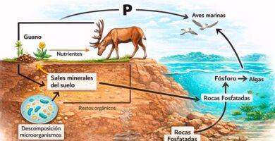 ciclo del fosforo o ciclo biogeoquimico del fósforo portada