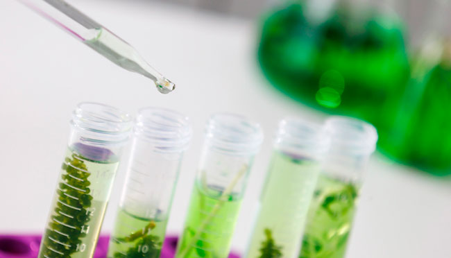 biopesticidas