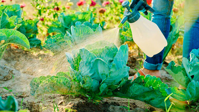 aplicacion de pesticidas ecologicos