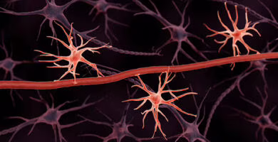 astrocitos del cerebro ayudan a borrar recuerdos portada