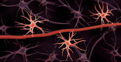 astrocitos del cerebro ayudan a borrar recuerdos portada