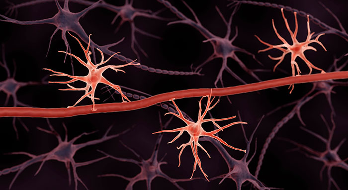 astrocitos del cerebro ayudan a borrar recuerdos portada