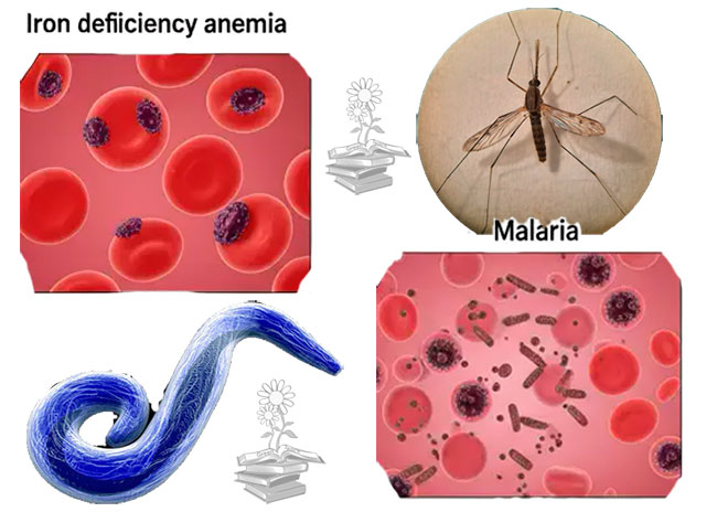 estudio del hierro en las células del hospedador de malaria