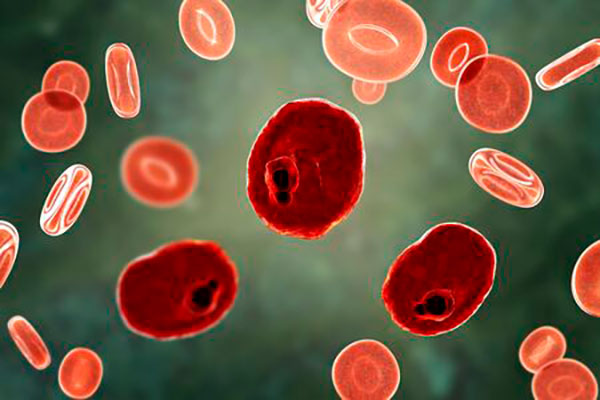 estudio sobre el papel del hierro en celulas del hospedador de malaria