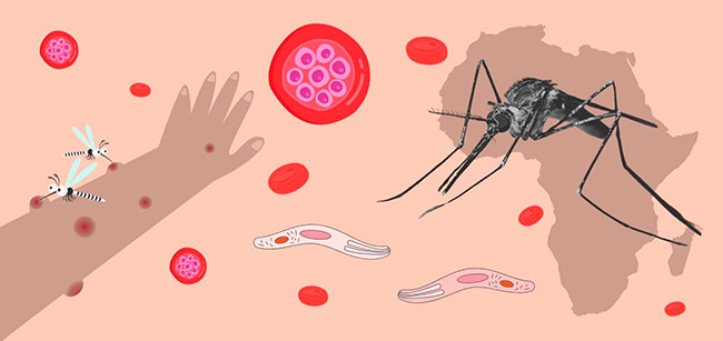 dibujo esquema malaria