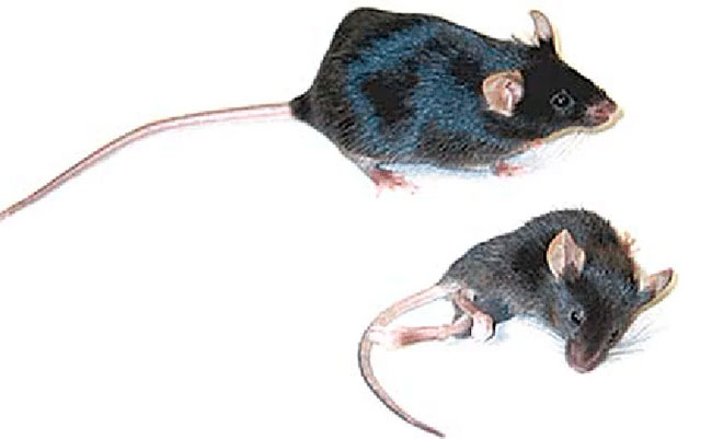 ratones para el estudio del papel del hierro en celulas del hospedador de malaria