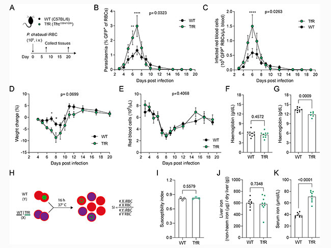 Figura 1 del estudio sobre el papel del hierro en las celulas del hospedador de malaria