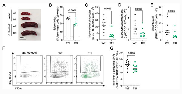Figura 2 del estudio sobre el papel del hierro en las celulas del hospedador de malaria