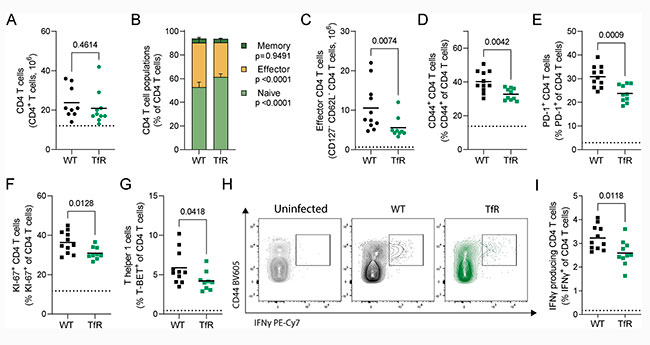 Figura 3 del estudio sobre el papel del hierro en celulas del hospedador de malaria