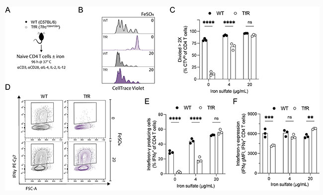 Figura 4 del estudio sobre el papel del hierro en las celulas del hospedador de malaria