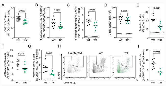 Figura 5 del estudio sobre el papel del hierro en las celulas del hospedador de malaria