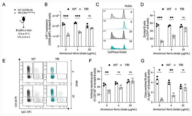 Figura 6 del estudio sobre el papel del hierro en las celulas del hospedador de malaria