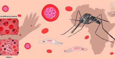 hierro en las celulas del hospedador de malaria, portada