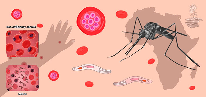 hierro en las celulas del hospedador de malaria, portada