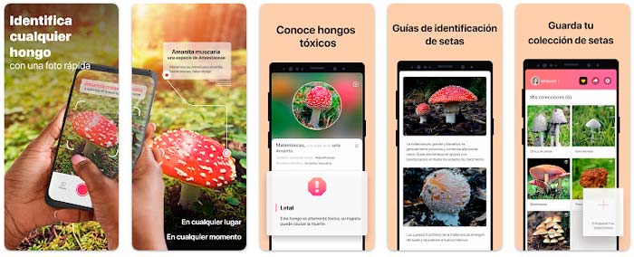 Picture Mushroom app para identificar setas por foto