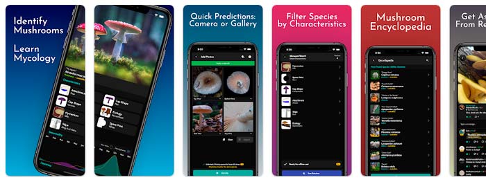 ShroomID aplicación especializada para identificar setas