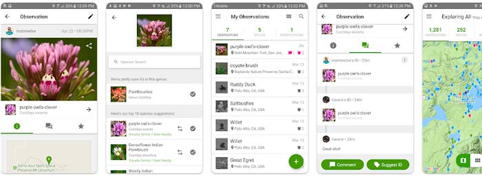 iNaturalist para identificar setas con ayuda de la comunidad